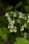 Early meadowrue